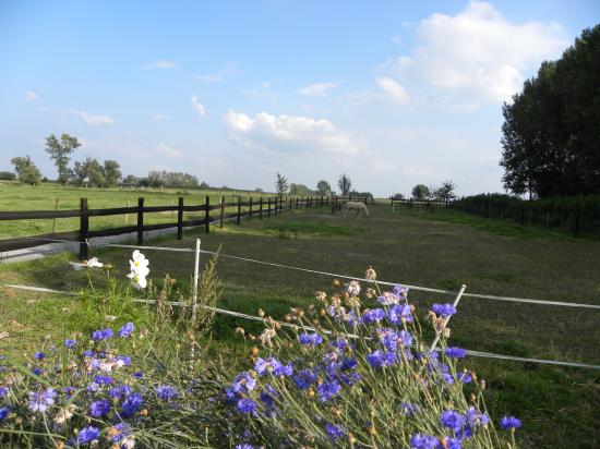 La montagne et ses bleuets